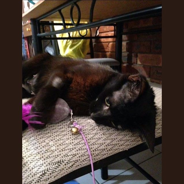 Photo of Midnight Adoption Fee $120