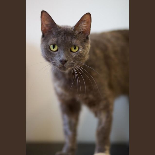 Photo of Sapphira