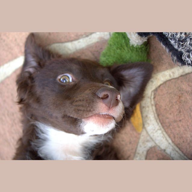 Photo of Enzo ~ Border Collie X Lab Pup (Trial 13/12/15)