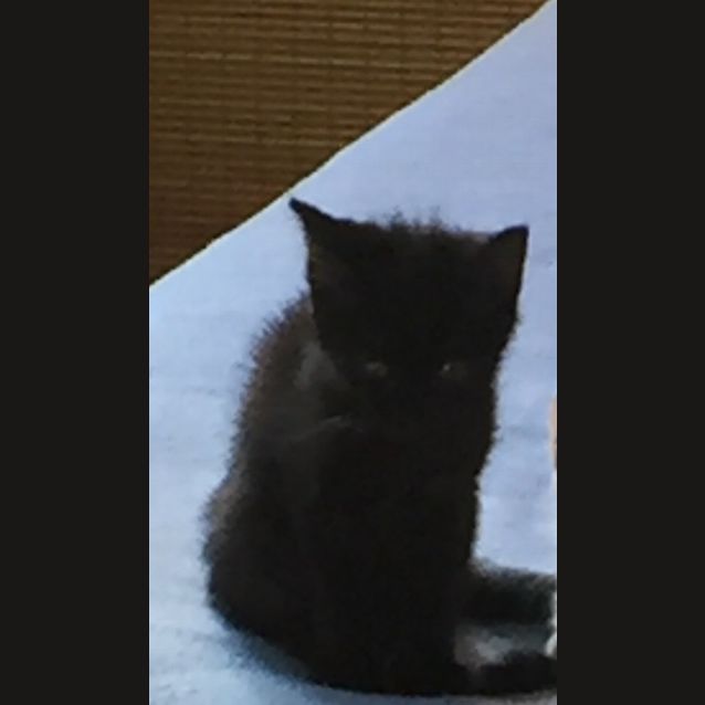 Photo of Misty