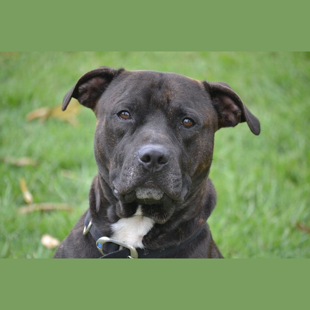 Photo of Archie