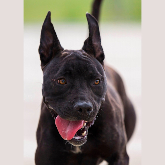 Photo of Cheyenne *Urgent Foster Needed*