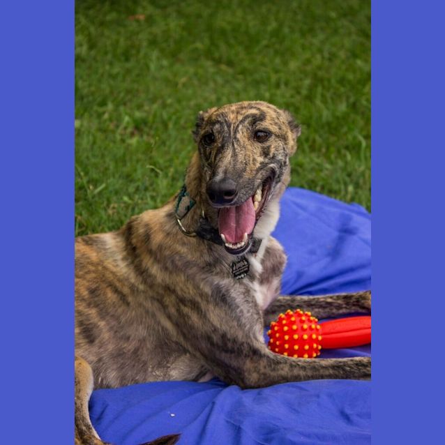 Photo of “Piper”, Merry And Bright. Brisbane/Gold Coast