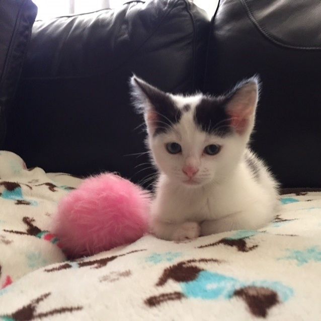 Photo of *** Pedro ***