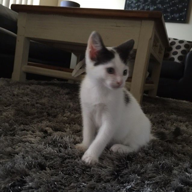 Photo of *** Pedro ***