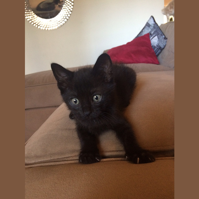Photo of Channing (Pre Adoption Available)