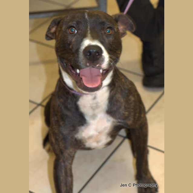 Photo of Achilles ** An Affectionate Lovebug **