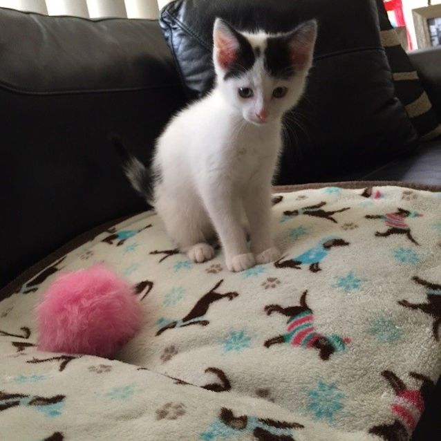 Photo of *** Pedro ***