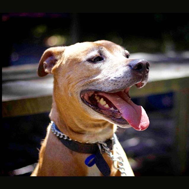 Photo of Boston ~ Adopted May 2017