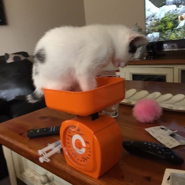 Photo of *** Pedro ***