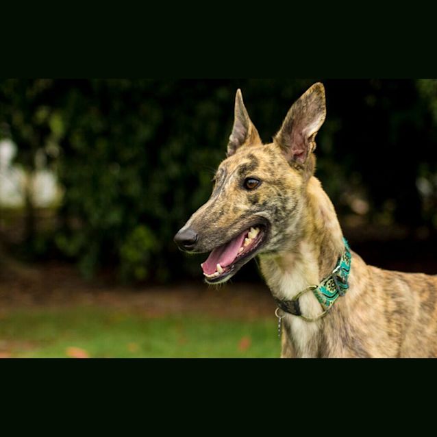 Photo of “Piper”, Merry And Bright. Brisbane/Gold Coast