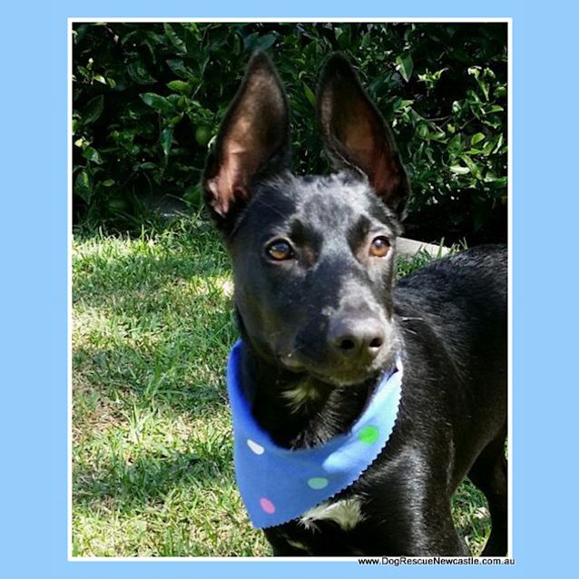Photo of Kobi ~ Kelpie X Border Collie On Trial 6/5/16