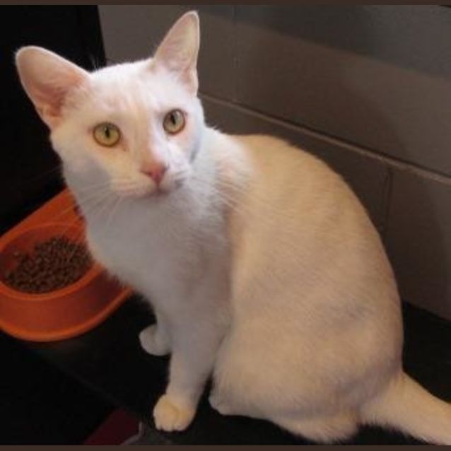 Photo of Casper