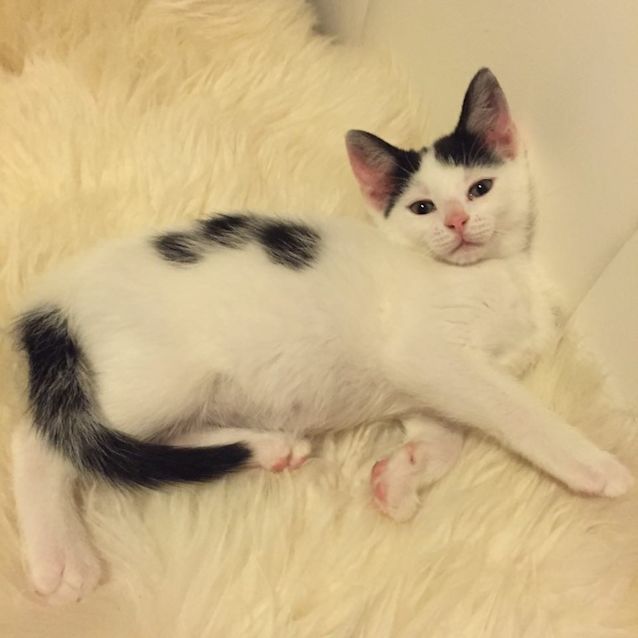 Photo of *** Pedro ***