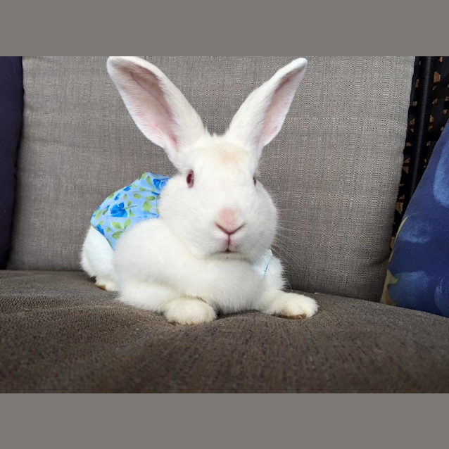 Photo of Cotton Ball *Placid & Easy Going*