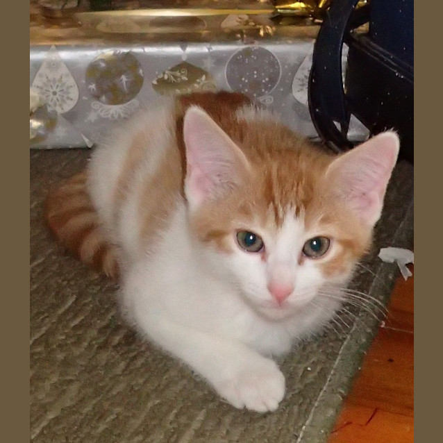 Photo of Tippy