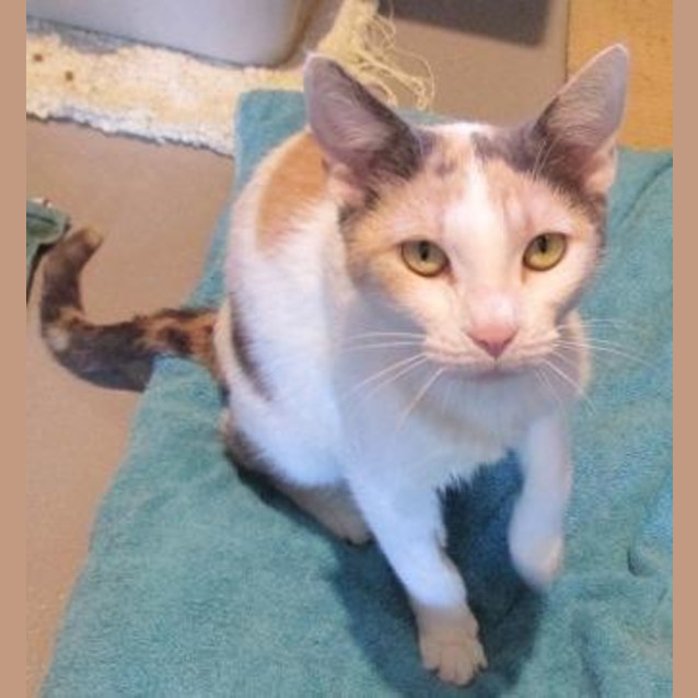 Photo of Tinker