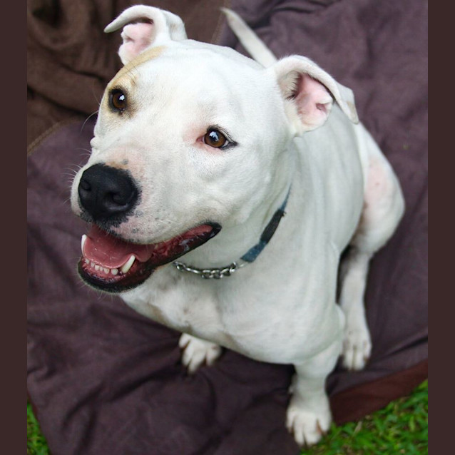 Photo of Baxter