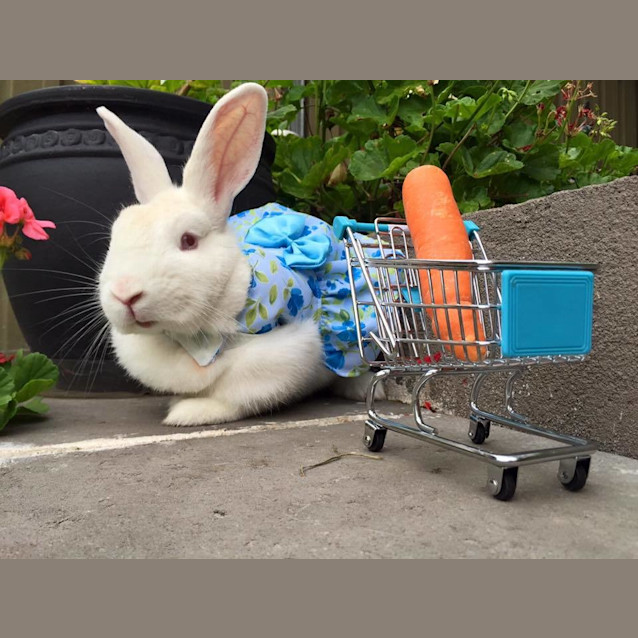 Photo of Cotton Ball *Placid & Easy Going*