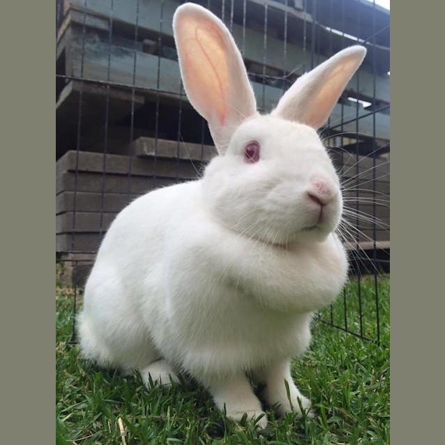 Photo of Cotton Ball *Placid & Easy Going*