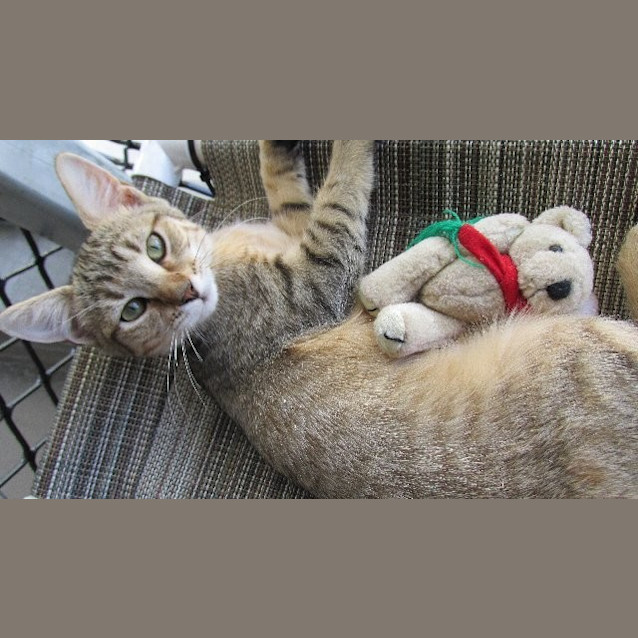 Photo of Tiki