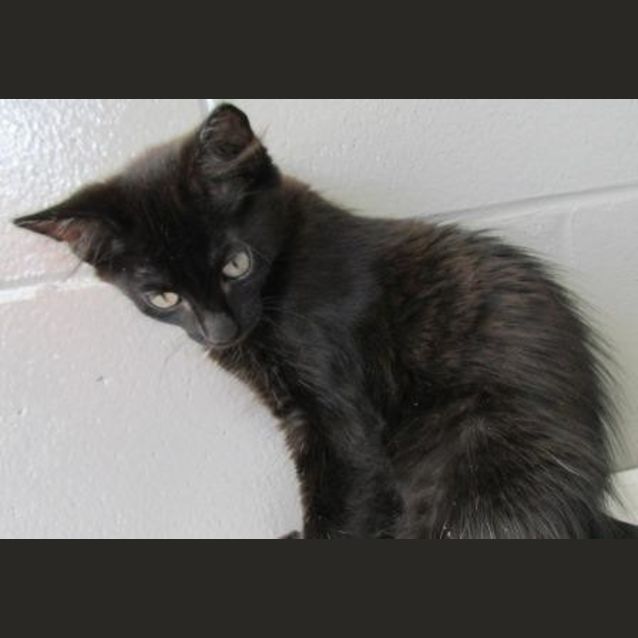 Photo of Fonzie