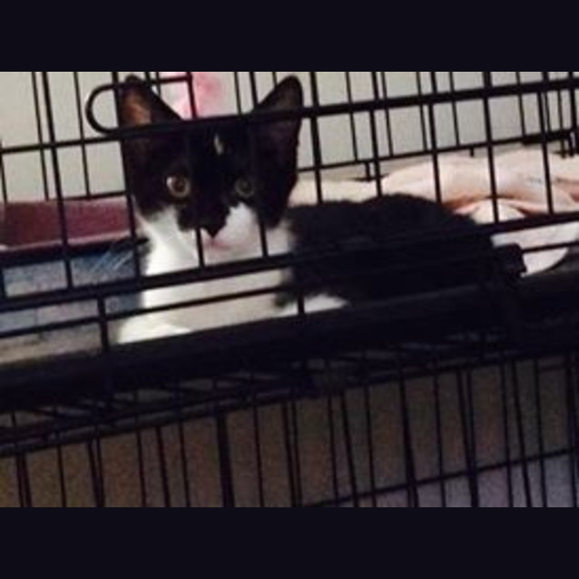 Photo of Allister Is Looking For His Forever Home