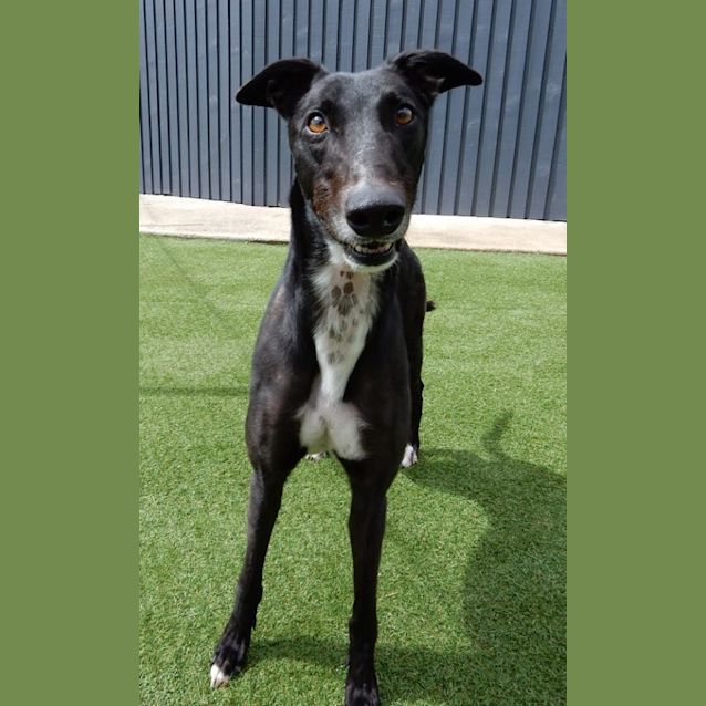 Photo of “George”, Mr Personality. Brisbane/Gold Coast