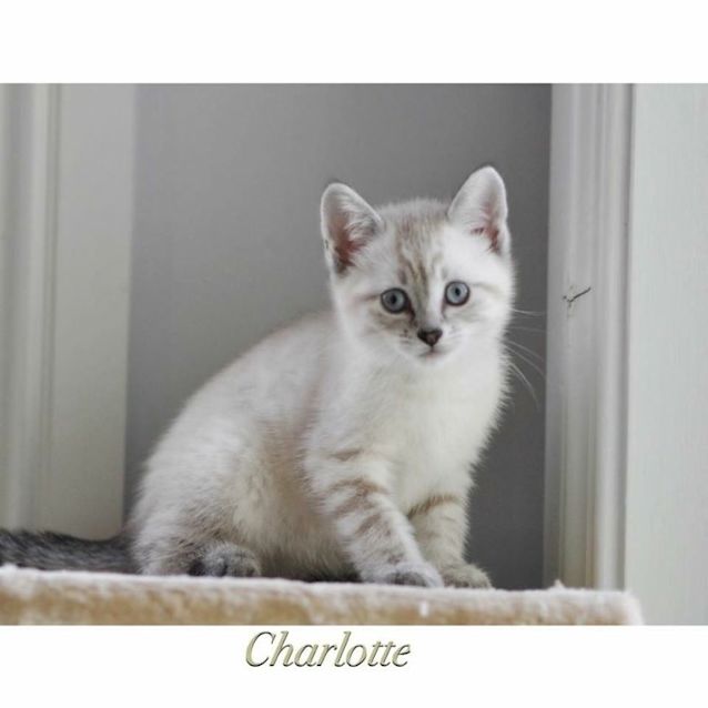 Photo of Charlotte 