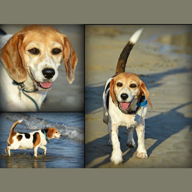 Photo of Lou Lou (Adoption Pending)