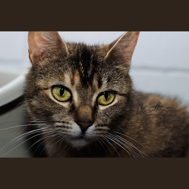 Photo of Octavia