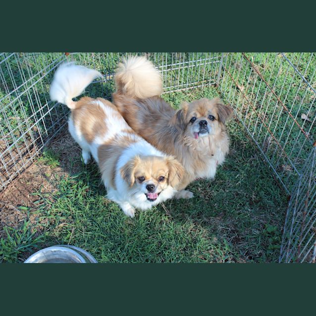 Photo of Cookie And Spell