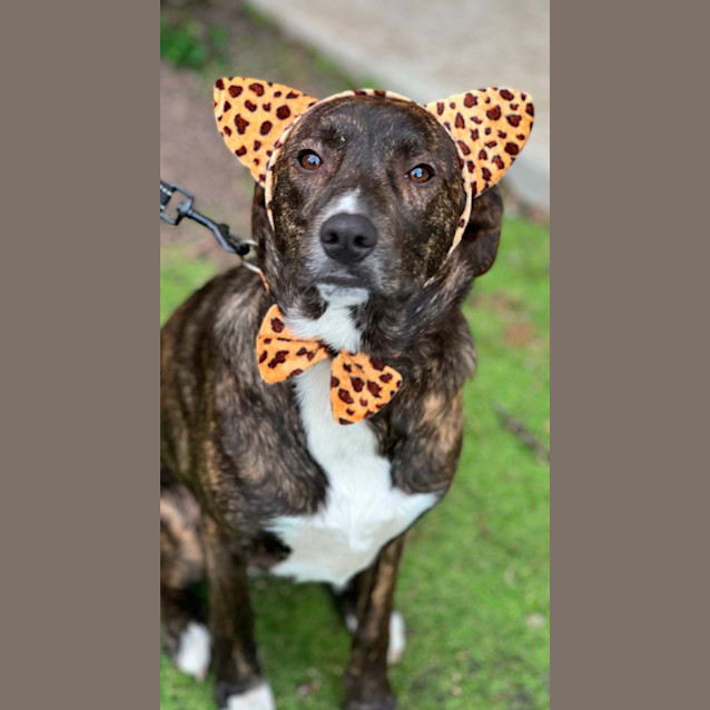 Photo of Trixi Lou 