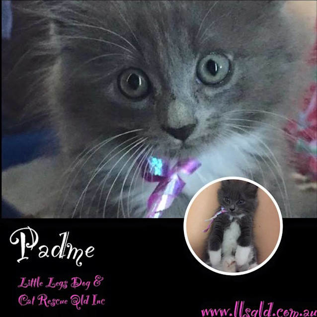 Photo of Padme
