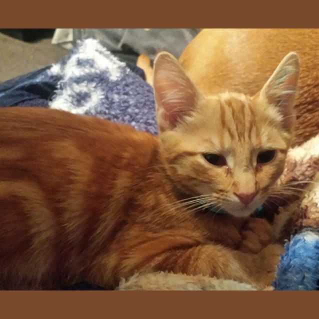 Photo of Rusty