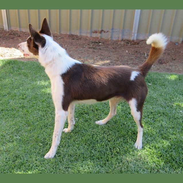 Photo of Mungo *On Trial In His New Home*