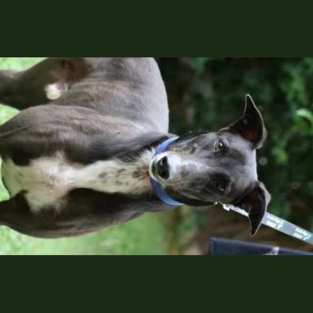 Photo of “George”, Mr Personality. Brisbane/Gold Coast