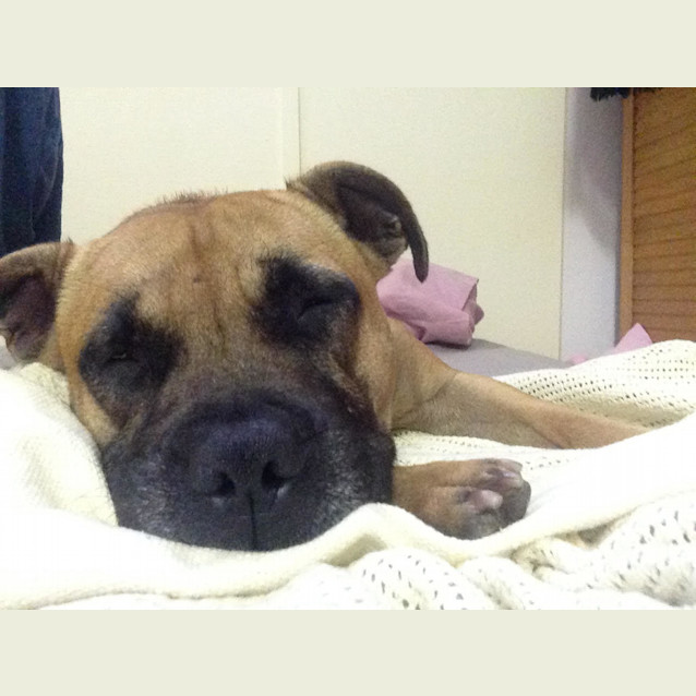 Photo of Ruby *Adoption Pending*