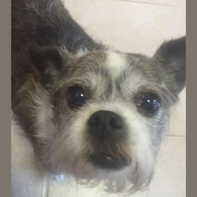 Photo of Pippy Dl1239