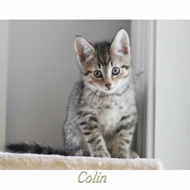 Photo of Colin