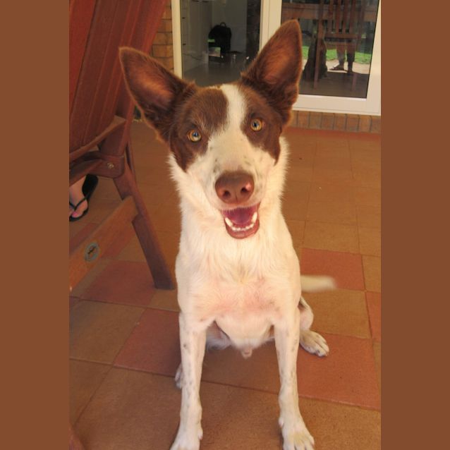 Photo of Mungo *On Trial In His New Home*