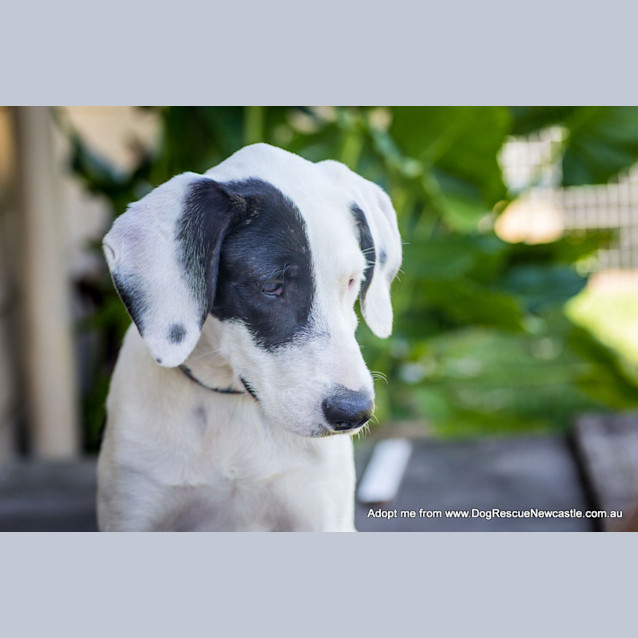 Photo of Abbie ~ Large Breed Puppy (On Trial 23/1/16)