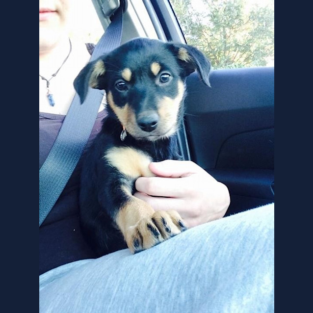 Photo of Roxy 
