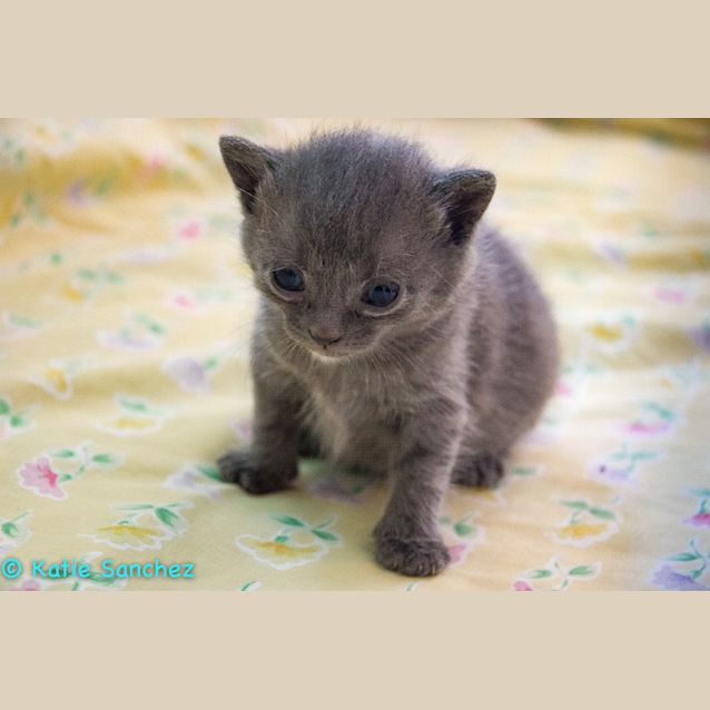 Photo of Jinxy