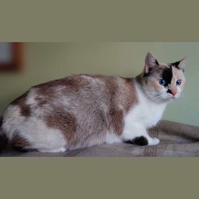 Photo of Mirabelle