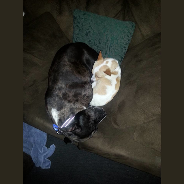 Photo of Bindi ~ Senior Staffy (Adopted 16/7/16)