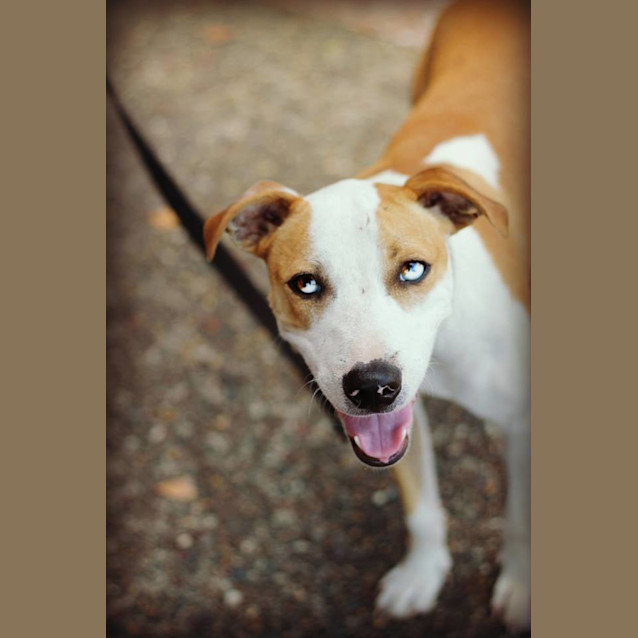 Photo of Rusty 