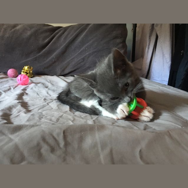 Photo of Kitkat 