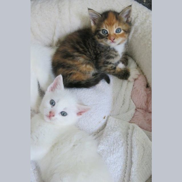 Photo of Evie   Ready For Adoption 10th Jan