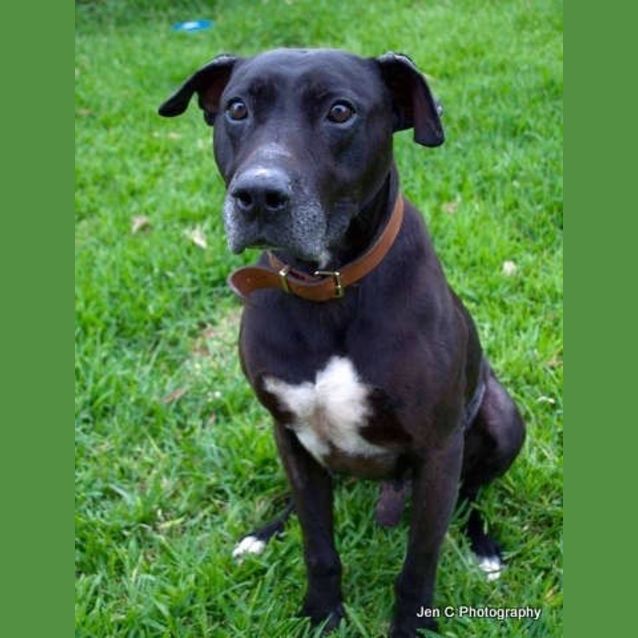 Photo of Zeus **A Loyal Loving Boy **